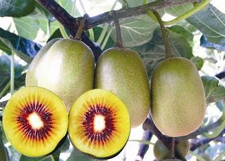 Actinidia-Chinese-Huangyang.jpg