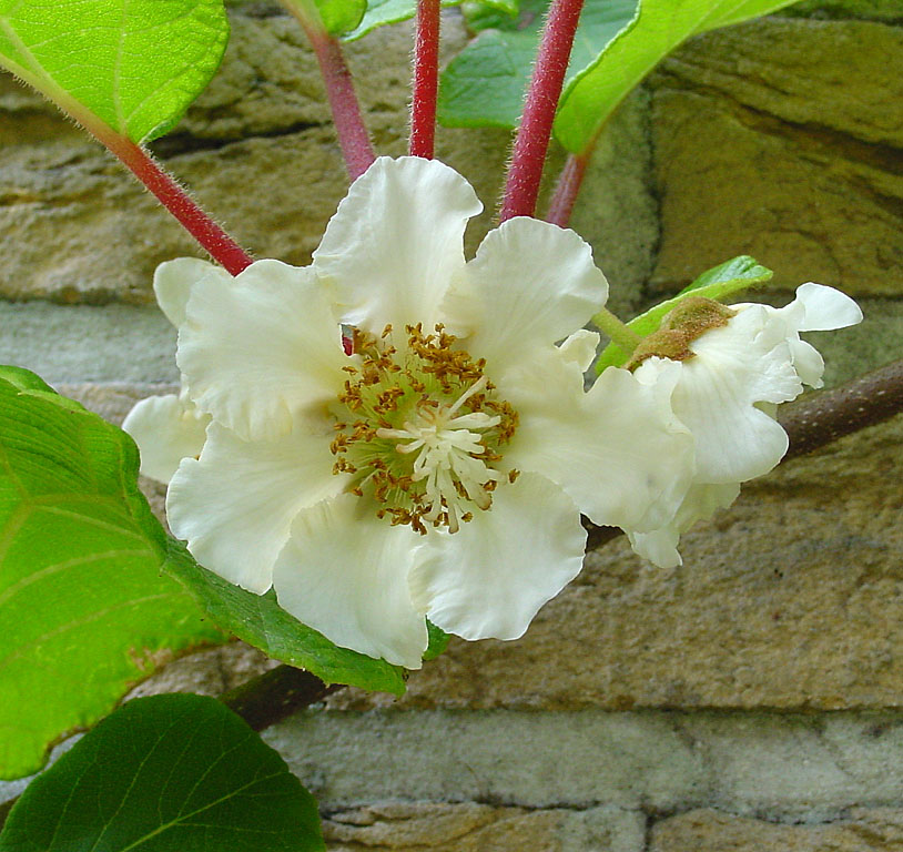 Actinidia_chinensis_C.jpg