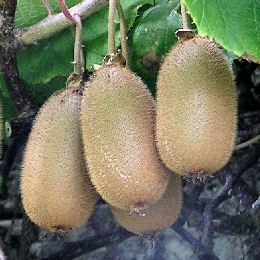 Actinidia_chinensis_jenny_planfor01.jpg