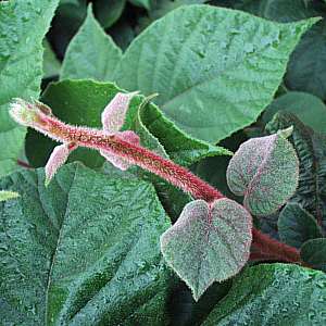 Actinidia_deliciosa.jpg