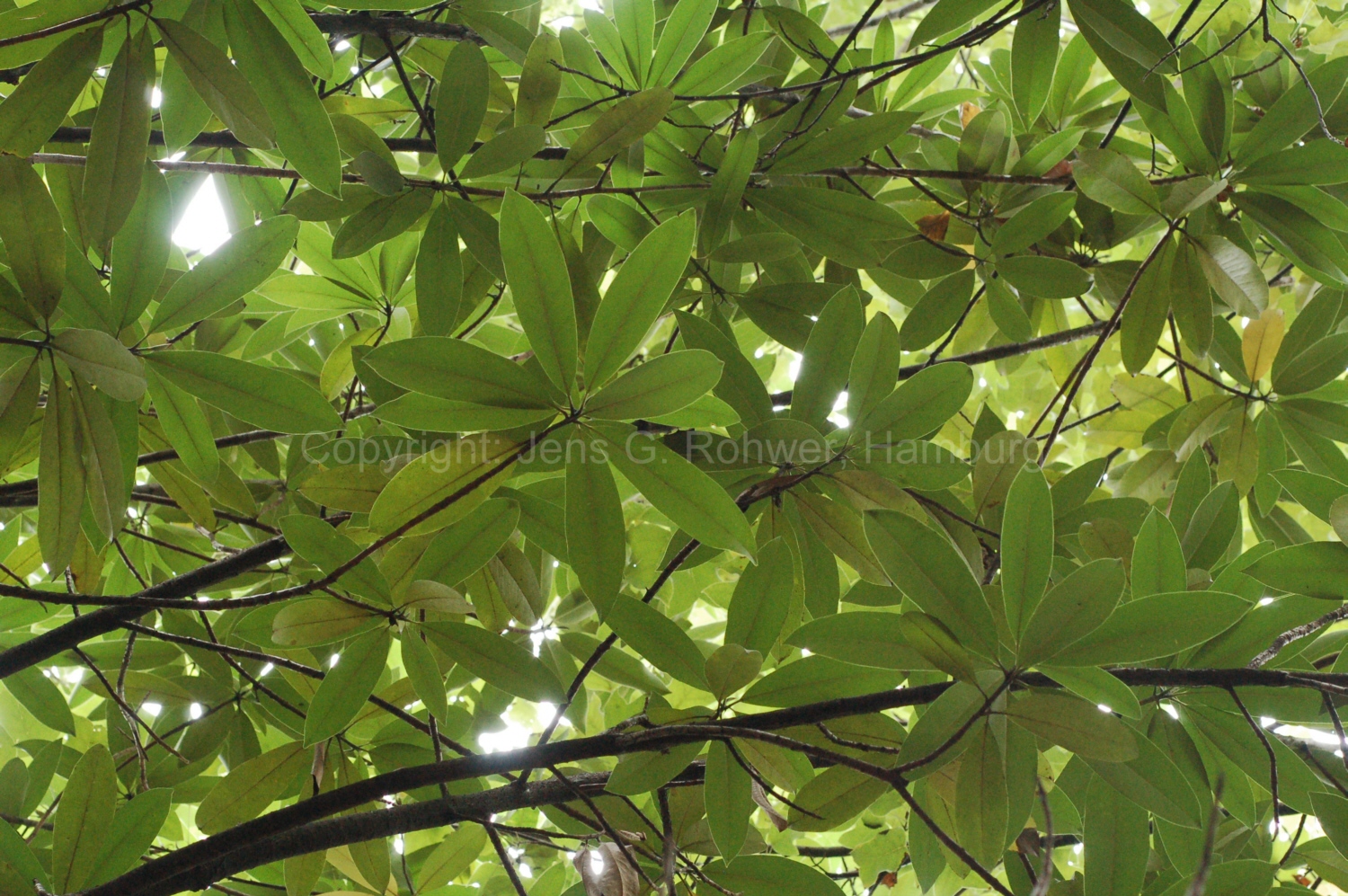 Actinodaphne_forrestii_JR41202.jpg