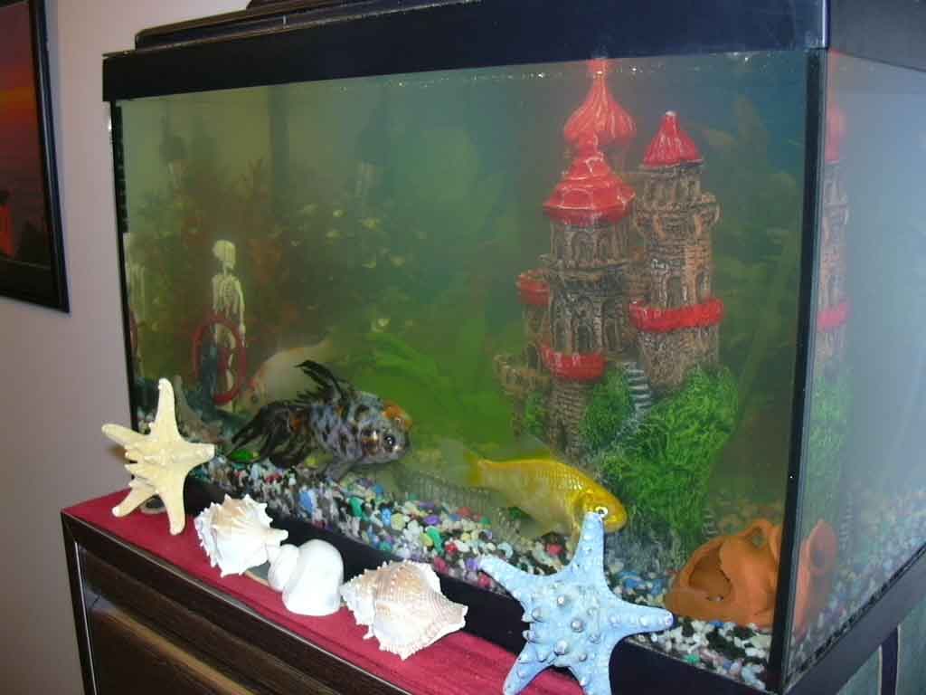 acuario.jpg