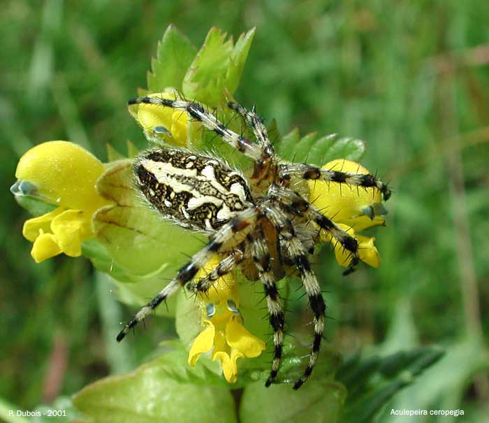 AculepeiraCeropegia1.jpg