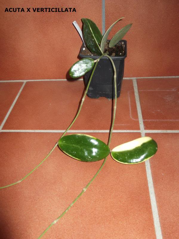 ACUTAXVETICILLATA.jpg