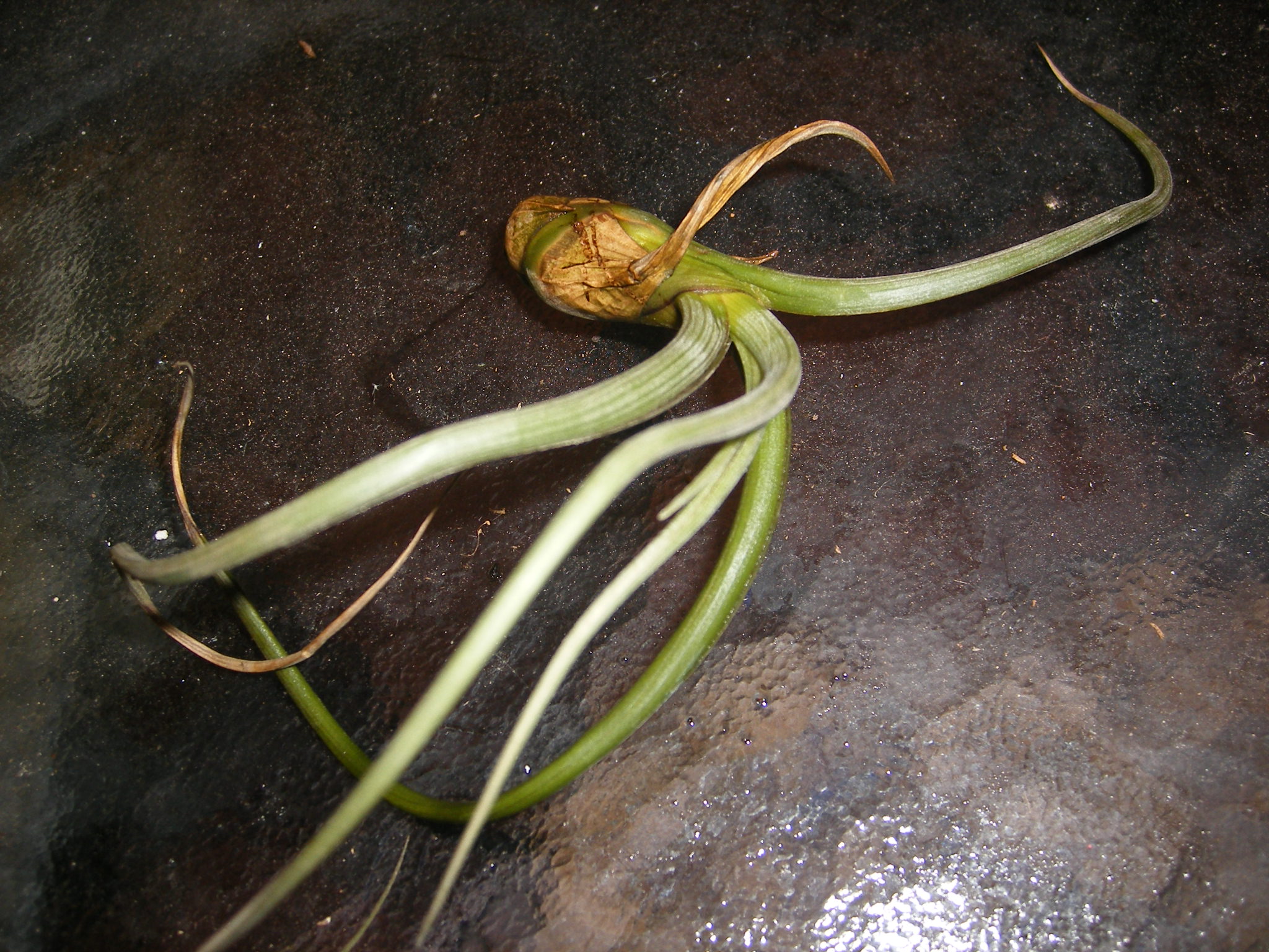 AcyDSCF0064D1q.jpg