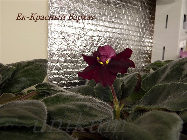 ad03288f9526.jpg