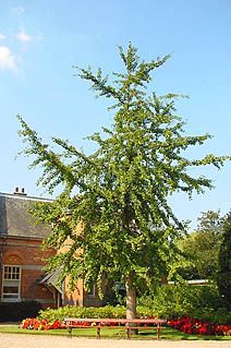 AdamOostertree.jpg