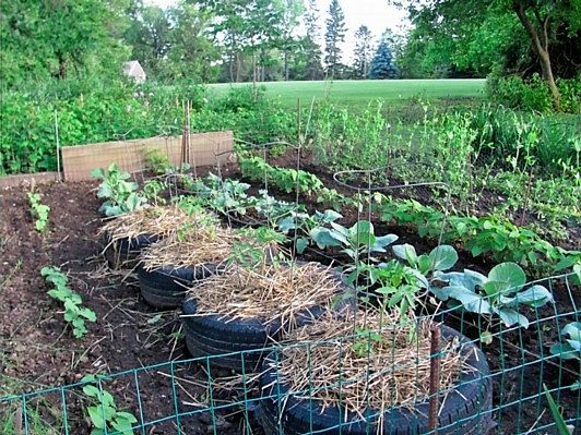 Adams%2520veggie%2520garden_opt.jpg