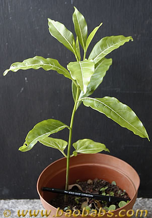 Adansonia_madagascariensis_seedling.jpg