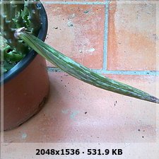 adb47a687f442da557812561e226a775o.jpg