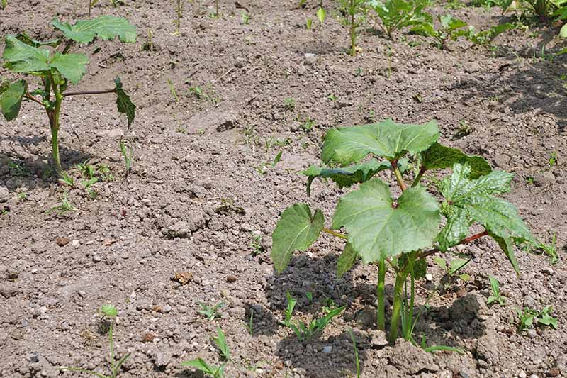 Add-Okra-to-the-Veggie-Patch.jpg