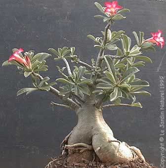 ADEcelP01.jpg