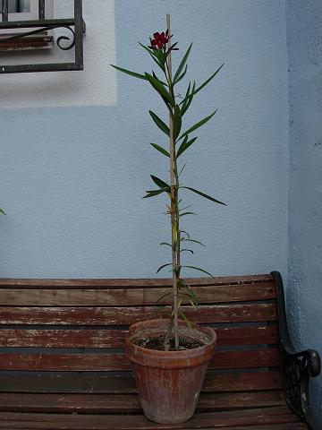 adelfa27070580cms.JPG