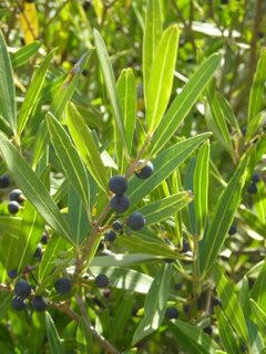 ADELFITA10062.jpg