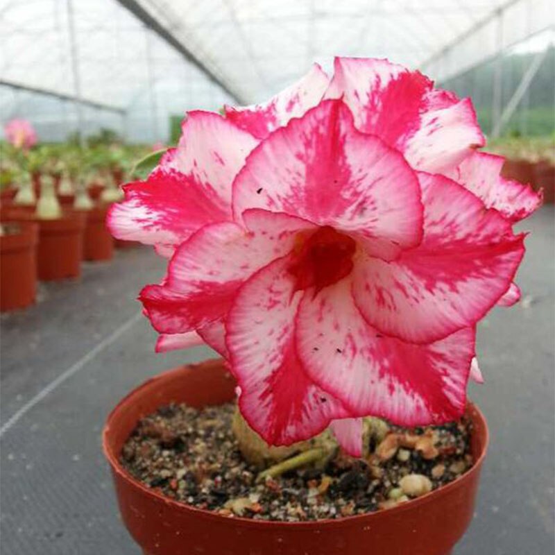 Adenium-en-maceta-plantas-ornamentales-desert-rose-semillas-semillas-de-flores-DIY-jard-n-de-su.jpg