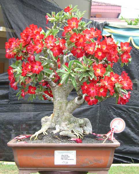 adenium-jawara-total-perform.jpg