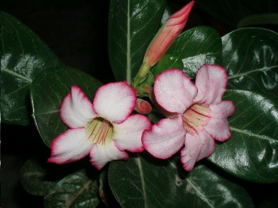 adenium.JPG