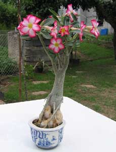 adenium-obesum.jpg