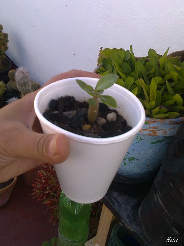 adenium+obesum.jpg