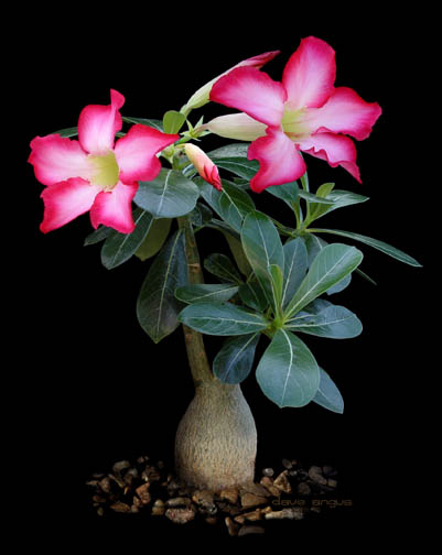 adenium-obesum-x.jpg