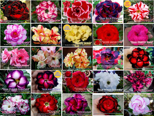 Adenium_Collections-3.jpg