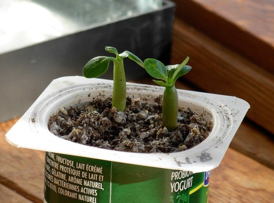 adenium_seedlings.jpg
