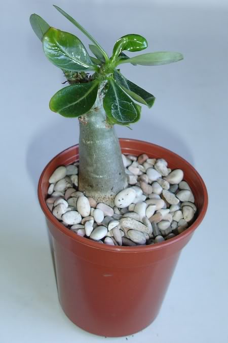 adeniumsomalense10_2008.jpg