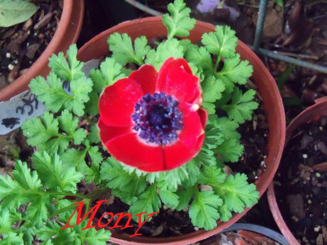 adOanemonarocZE1.jpg