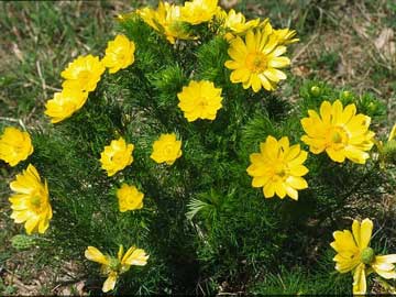 adonis-vernalis.jpg