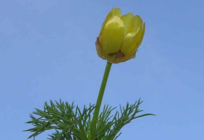 adonis_microcarpa.jpg