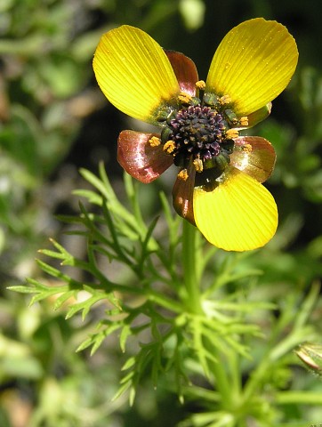 adonis_microcarpa2.jpg