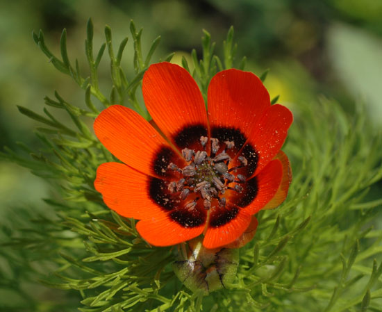 Адонис летний фото Адонис летний фото