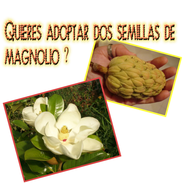 adopcion.png