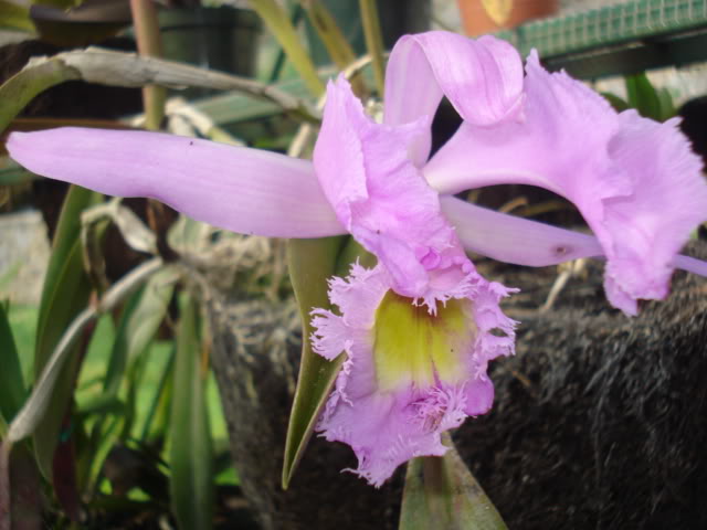 adrianitaprepa033.jpg