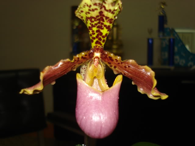 adrianitaprepa034.jpg