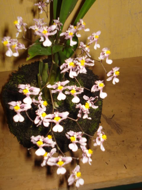 adrianitaprepa036.jpg