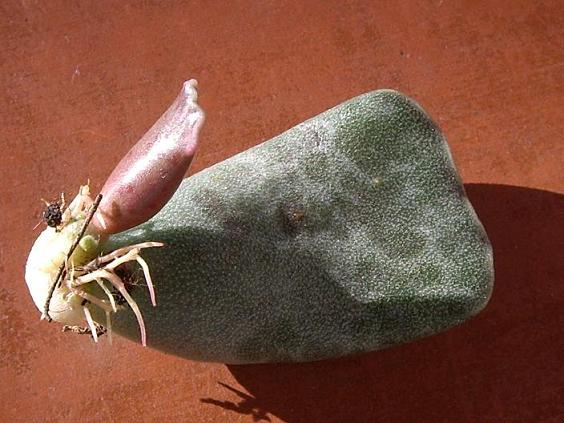 AdroCoo071215g.JPG