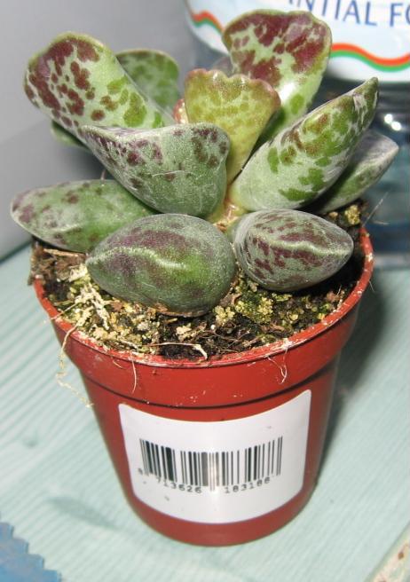 adromischus cooperi.JPG