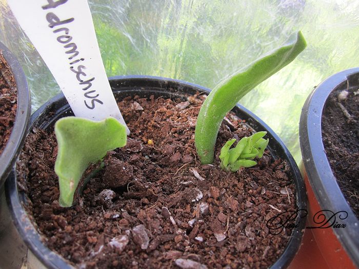 adromischus+no+se+canon+ixus+130+8+junio+2012+(2).jpg