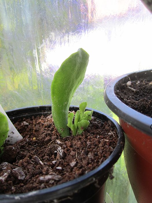 adromischus+no+se+canon+ixus+130+8+junio+2012.jpg