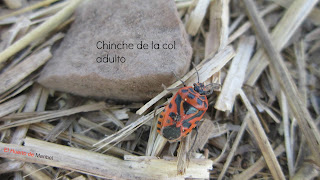 adulto.jpg
