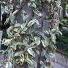 ae5692_tn.jpg