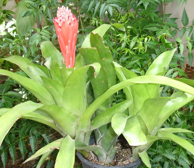 aechmea1.jpg