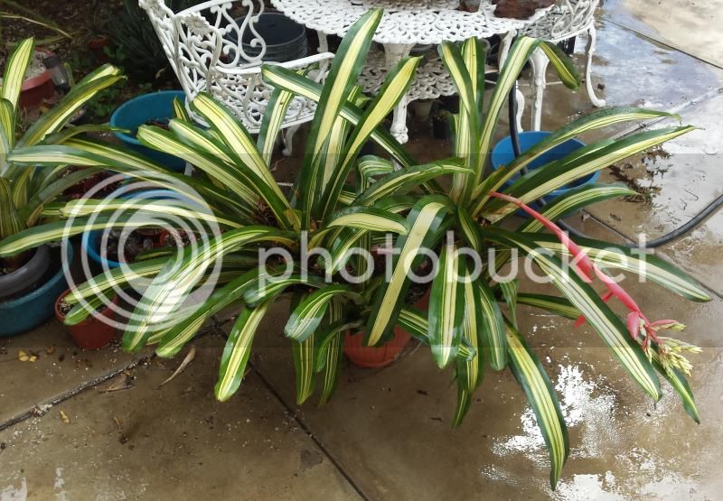 aechmea1_zpsf3225c77.jpg