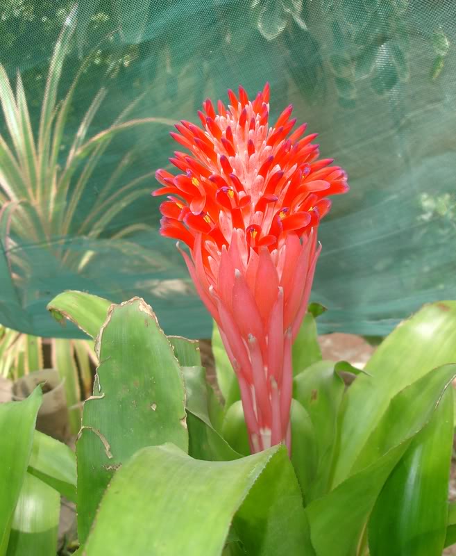 aechmea4.jpg