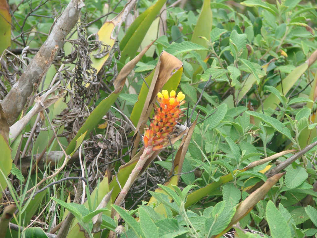 Aechmea_lindenii_1.jpg