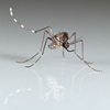 aedes-aegypti-2.jpg