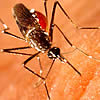 aedes-aegypti.jpg