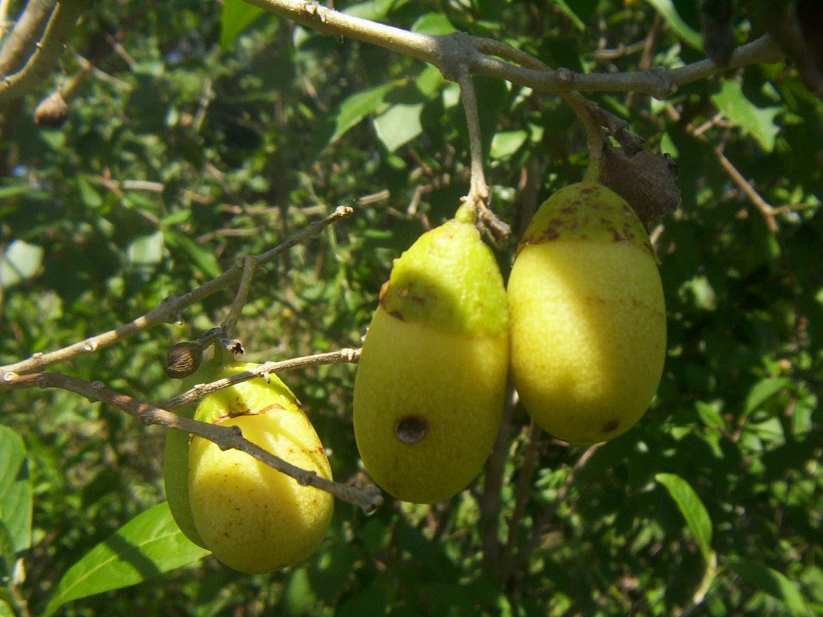 Aegiphila%2Bbrachiata%2B%25282%2529.jpg