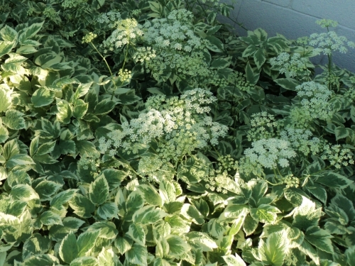 aegopodium-podagraria-penticton-june-2014-1.jpg